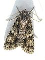 Acronicta rumicis