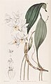 Aganisia pulchella plate 32 in: Edwards's Bot. Register (Orchidaceae), vol. 26, (1840)