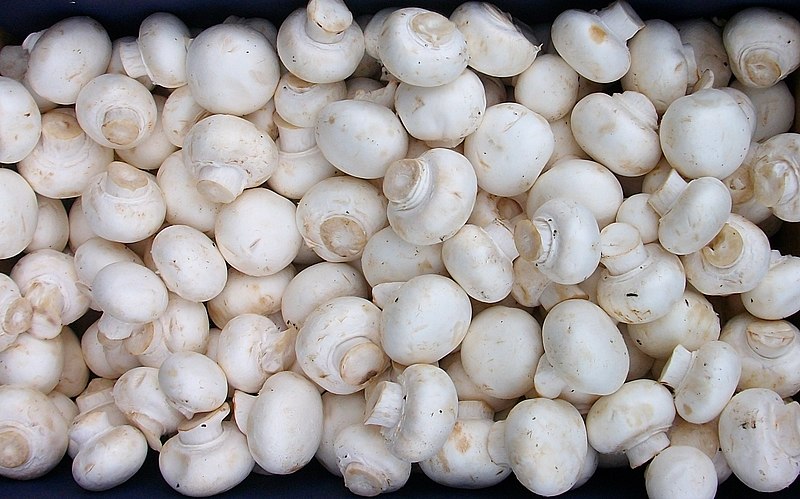 white button mushrooms - agaricus bisporus
