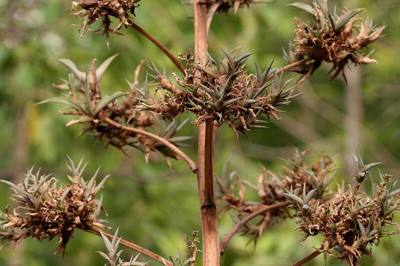 File:Agave angustifolia (Caribbean Agave) in Hyderabad W IMG 8660.jpg