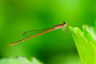 White dartlet Agriocnemis pygmaea