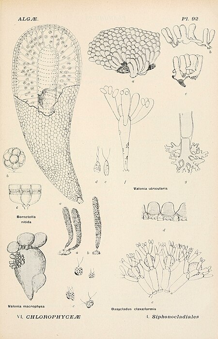 Album général des Cryptogames, Pl. 92.jpg