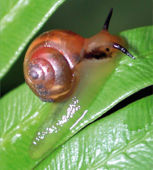 Alcadia conuloides.png