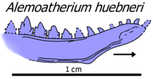 Alemoatherium jaw diagram.png