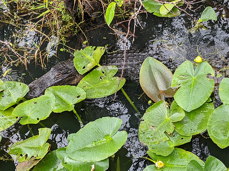 File:Alligator Eye (49576272841).jpg