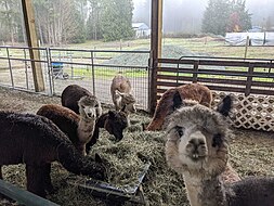 Huacaya alpacas eating hay. Alpacas Eating Hay.jpg