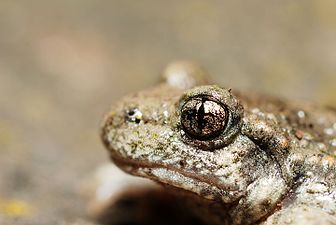 Alytes obstetricans male