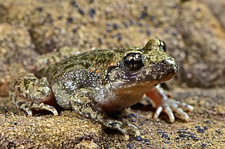 <i>Alytes maurus</i> Species of frog