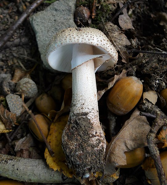 File:Amanita aspera - Flickr - gailhampshire (1).jpg