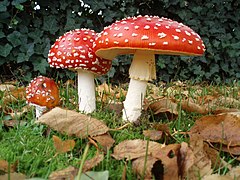 The white patches on the caps of these Amanita muscaria mushrooms are cap scales, remnants of the universal veil. Amanita muscaria 3 vliegenzwammen op rij.jpg