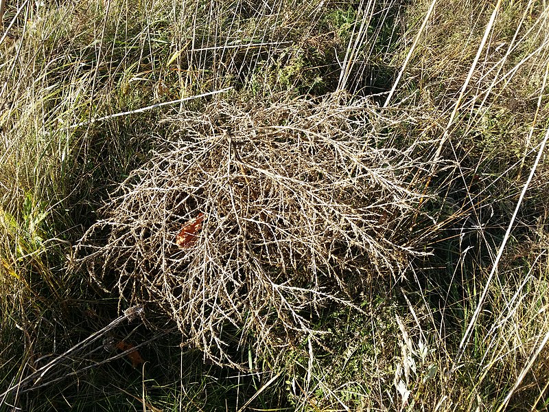 File:Amaranthus albus sl44.jpg