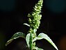 Franse amarant (Amaranthus hybridus subsp. bouchonii)