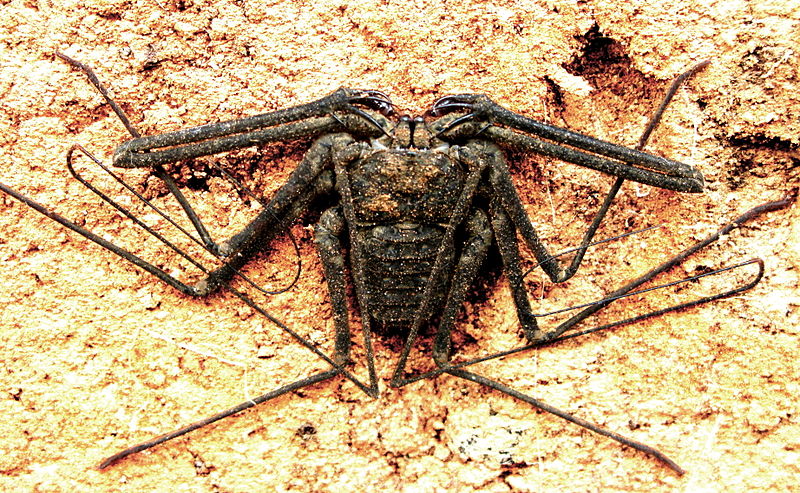 File:Amblypygi-whip-spider-3500px.jpg