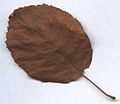 Amelanchier canadensis leaf fall colour.jpg