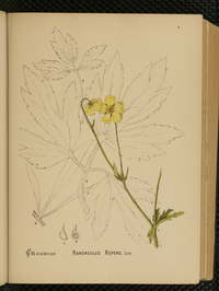 Ranunculus repens