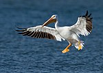 Thumbnail for American white pelican