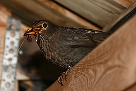 14.8.13 Amsel