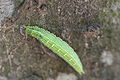 Anaea aidea caterpillar.jpg