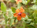 close up flower