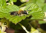 Miniatura para Andrena helvola