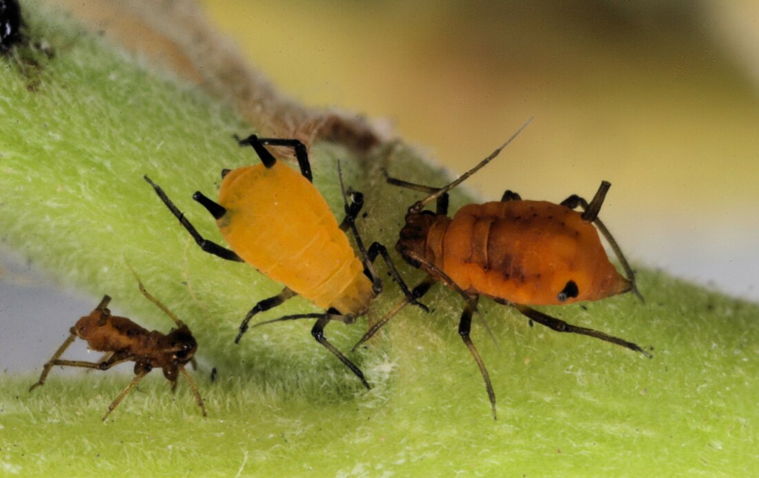 File:Aphid-colored.jpg