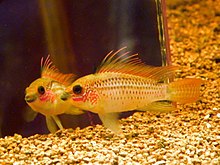 Apistogramma eremnopyge.jpg