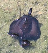 Rostro dunha borracha (Aplysia punctata).