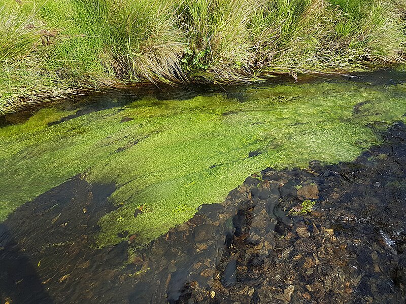 File:Aquatic plants (48758288741).jpg