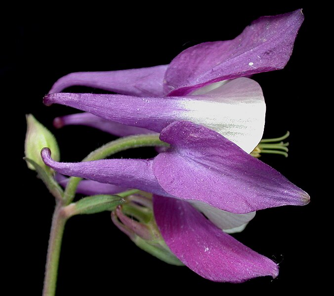 File:Aquilegia vulgaris 15-p.bot-aquil.vulga-018.jpg