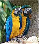 Blue-And-Yellow Macaw