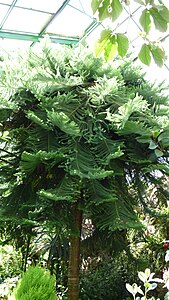 Araucaria heterophylla