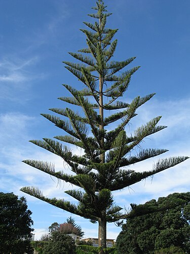 Many conifers show particularly strong apical dominance, strongest of all being in the family Araucariaceae, showing a single erect central trunk with strongly differentiated horizontal branching. Cuttings of Araucariaceae species taken from a side branch will not develop erect growth. Araucaria heterophylla, New Zealand. Araucaria heterophylla in New Zealand.jpg