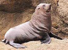 New Zealand fur seal in Castlepoint Arctocephalus forsteri (cropped).jpg