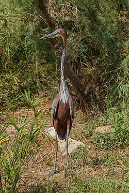 Цапля-голиаф (ardea goliath)