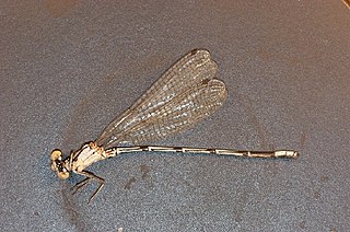 <i>Argia barretti</i> Species of damselfly