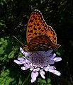 "Argynnis_adippe_mascle.JPG" by User:Hinox