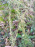 Thumbnail for Artemisia marschalliana