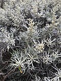 Thumbnail for Artemisia nesiotica