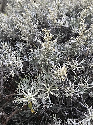<i>Artemisia nesiotica</i> Species of flowering plant