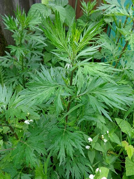 File:Artemisia vulgaris 01.JPG