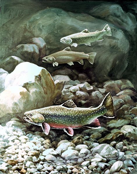File:Artwork of brook trout fish 3 fish underwater.jpg