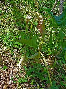 Arum concinnatum Habitus