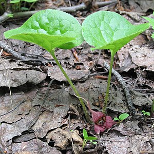 Asarum caudatum