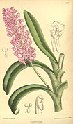 Aerides rubescens