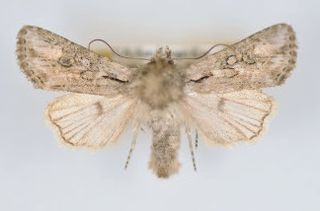 <i>Aseptis torreyana</i> Species of moth