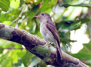 <span class="mw-page-title-main">Ashy-breasted flycatcher</span> Species of bird