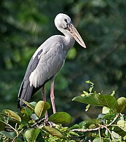 Asian Openbill (Anastomus oscitans) in Kolkata I IMG 0495.jpg