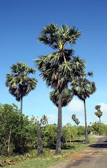 ไฟล์:Asian palmyra (Borassus flabellifer).JPG