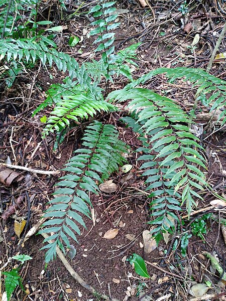 File:Asplenium polyodon 265001795.jpg