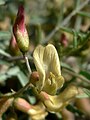 Astragalus aequalis